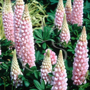 Lupinus'West Country Blossom'