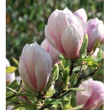 Magnolia soulangeana'Sundew'