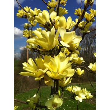 Magnolia'Yellow River'
