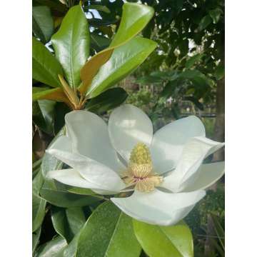 Magnolia grandiflora