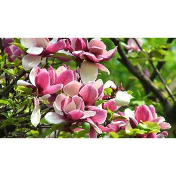 Magnolia soulangeana'Lombardy Rose'
