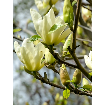 Magnolia'Yellow Lantern'