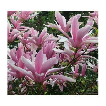 Magnolia'George Henry Kern'