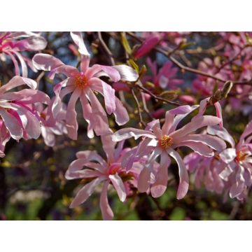 Magnolia stellata'Rosea'