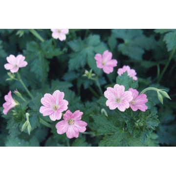 Geranium oxonianum'Clarice Druce'