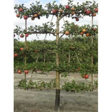 Malus'Notarisappel' leivorm
