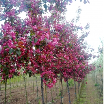 Malus'Rudolph'