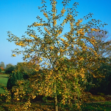 Malus'Golden Hornet'