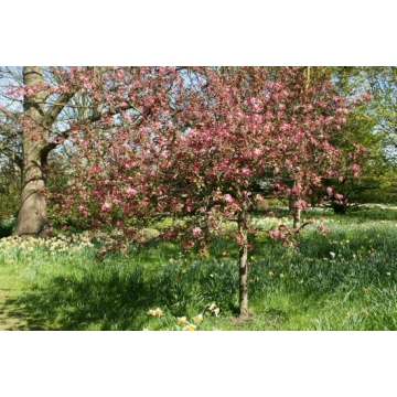 Malus'Neville Copeman'