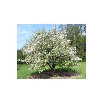 Malus'Hyslop'