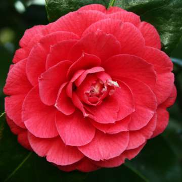 Camellia japonica'rubra'