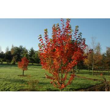 Acer rubrum'Brandywine'