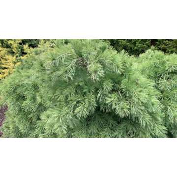 Pinus strobus'Ground Hugger'