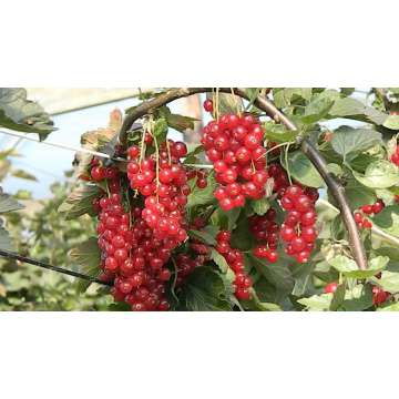 Rode Aalbes  (Ribes rubrum'Rovada')