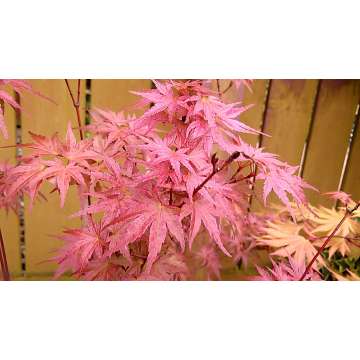 Acer palmatum'Phoenix'