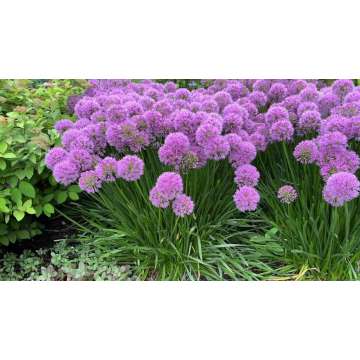Allium'Millenium'
