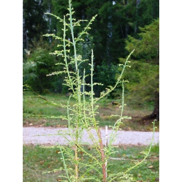 Metasequoia glyptostroboides'Little Creamy'