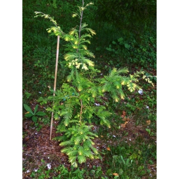 Metasequoia glyptostroboides'Snow Flurries'