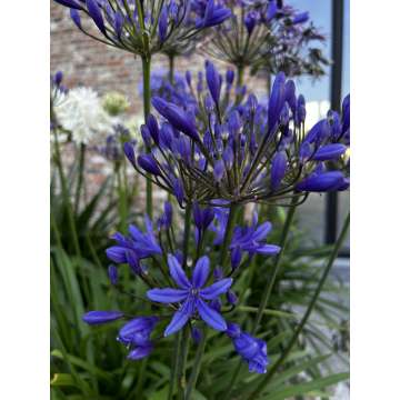 Agapanthus'Medusa'