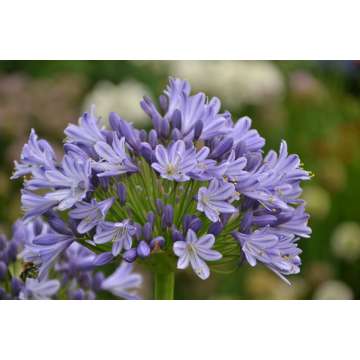 Agapanthus'Megan's Mauve'