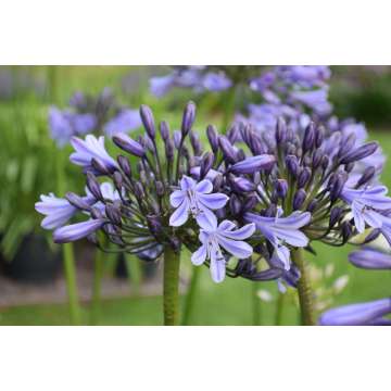 Agapanthus'Melbourne'