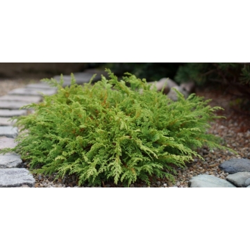 Microbiota decussata