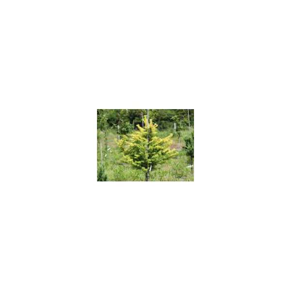 Larix kaempferi'Magic Gold'