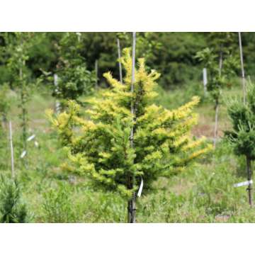Larix kaempferi'Magic Gold'