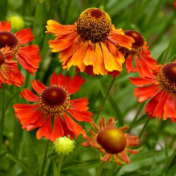 Helenium'Tom'