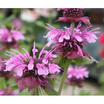 Monarda'Mohawk'