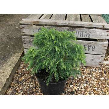 Cryptomeria japonica'Monstrosa Nana'