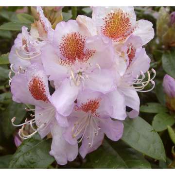 Rhododendron'Mrs.TH Lowinsky'