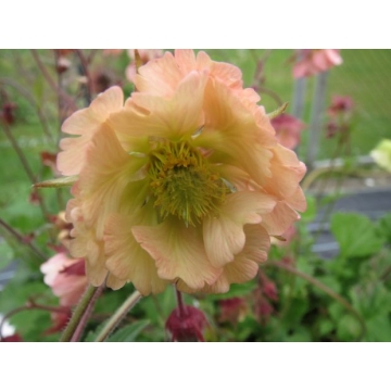 Geum'Apricot Pearl'