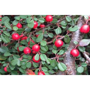 Cotoneaster nanshan'Boer'