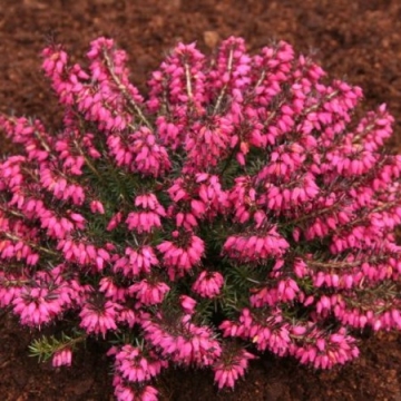 Erica carnea'Nathalie'