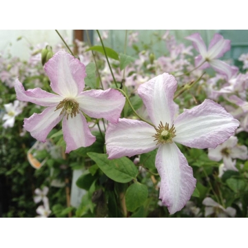 Clematis'Little Nell'