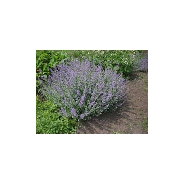 Nepeta'Grol'