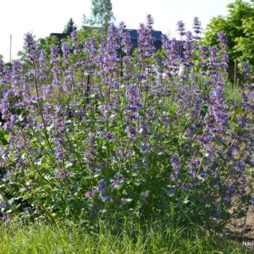 Nepeta grandiflora'Zinner's giant'