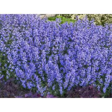 Nepeta'Cat's Pajamas'