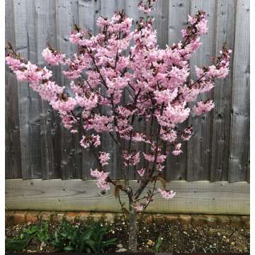 Prunus nipponica'Ruby'