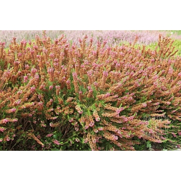 Erica vagans'Birch Glow'