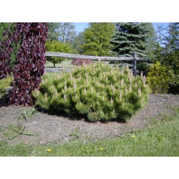 Pinus thunbergii'Banshosho