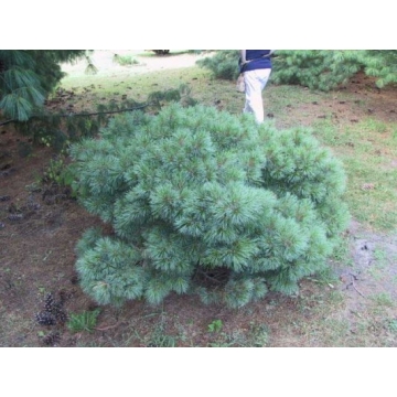 Pinus strobus'Radiata'