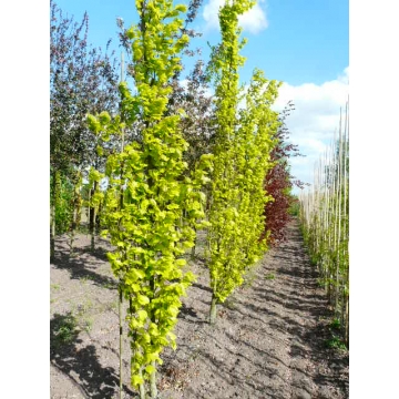 Fagus sylvatica'Dawyck's Gold'