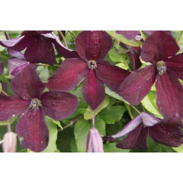 Clematis viticella'Black Prince'