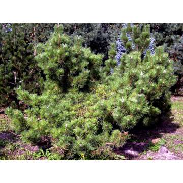 Pinus thunbergii'Sayonara'