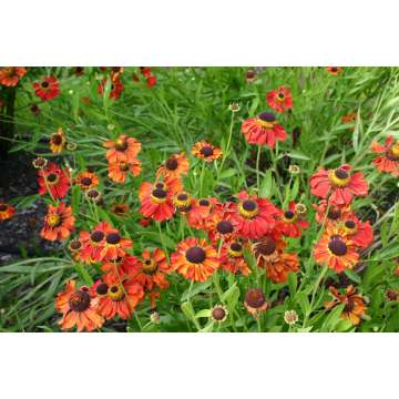 Helenium'Kupferzwerg'