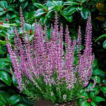 Calluna vulgaris'Lena'