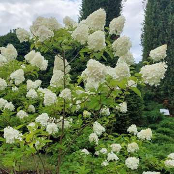 Hydrangea paniculata'Polar Bear'