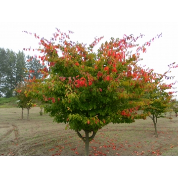 Parrotia persica
